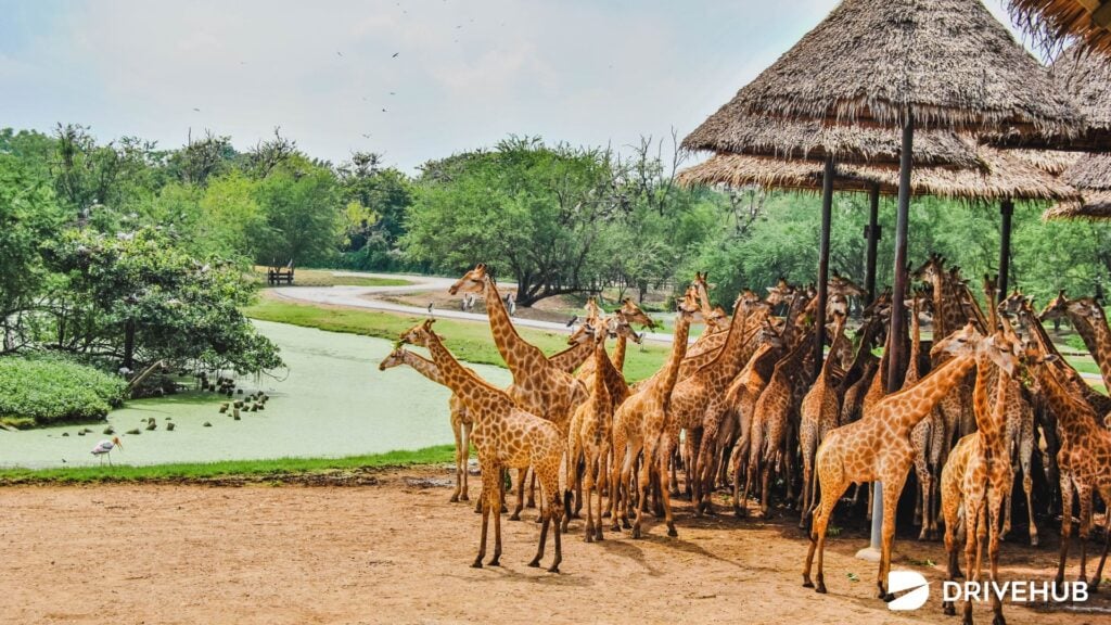 สวนสัตว์ทั่วไทย - ซาฟารีเวิลด์ (Safari World)

