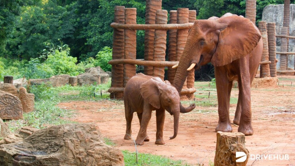 สวนสัตว์ทั่วไทย - สวนสัตว์โคราช (Korat Zoo)