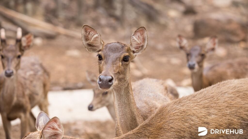 สวนสัตว์ทั่วไทย - สวนสัตว์ขอนแก่น (Khon Kaen Zoo)