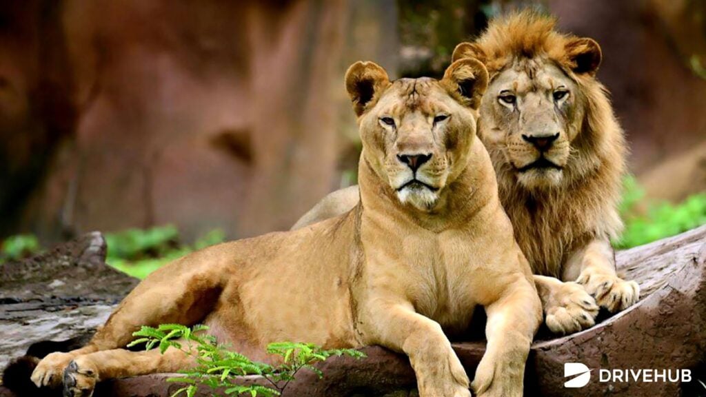 สวนสัตว์ทั่วไทย - สวนสัตว์อุบลราชธานี (Ubon Ratchathani Zoo)
