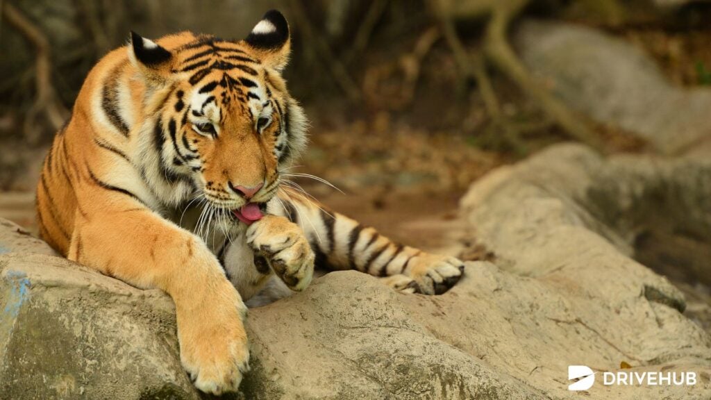 สวนสัตว์ทั่วไทย - ศิริพาร์คแอนด์ซู (Siri Park & Zoo by Sriracha Tiger Zoo)

