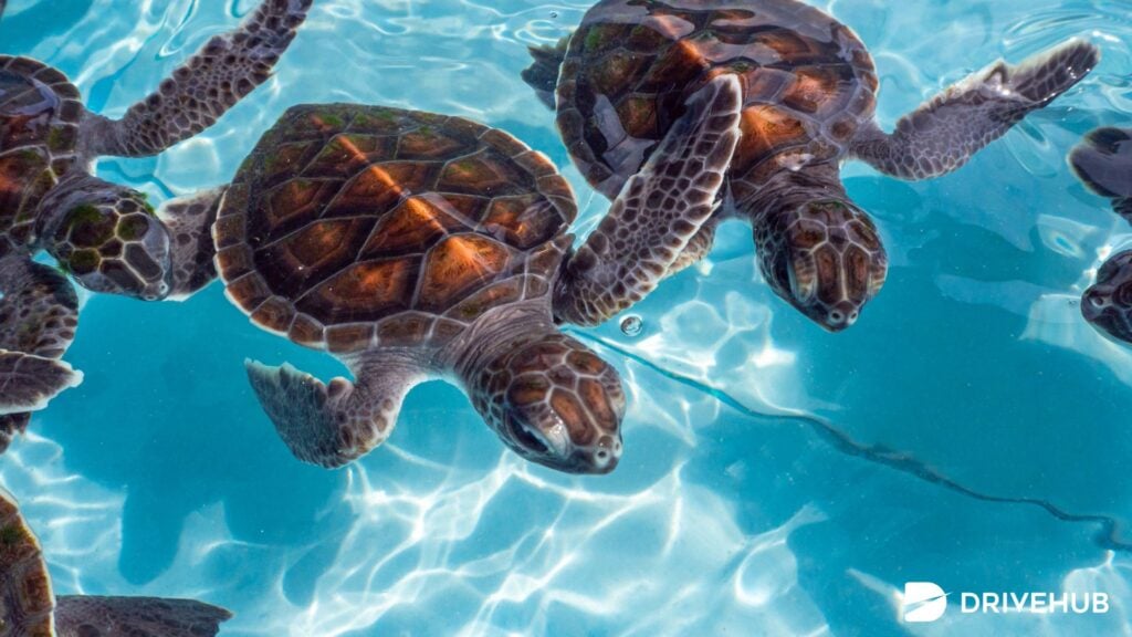 ที่เที่ยวระยอง - ศูนย์อนุรักษ์พันธุ์เต่าทะเล (Royal Thai Navy Sea Turtle Conservation Center)