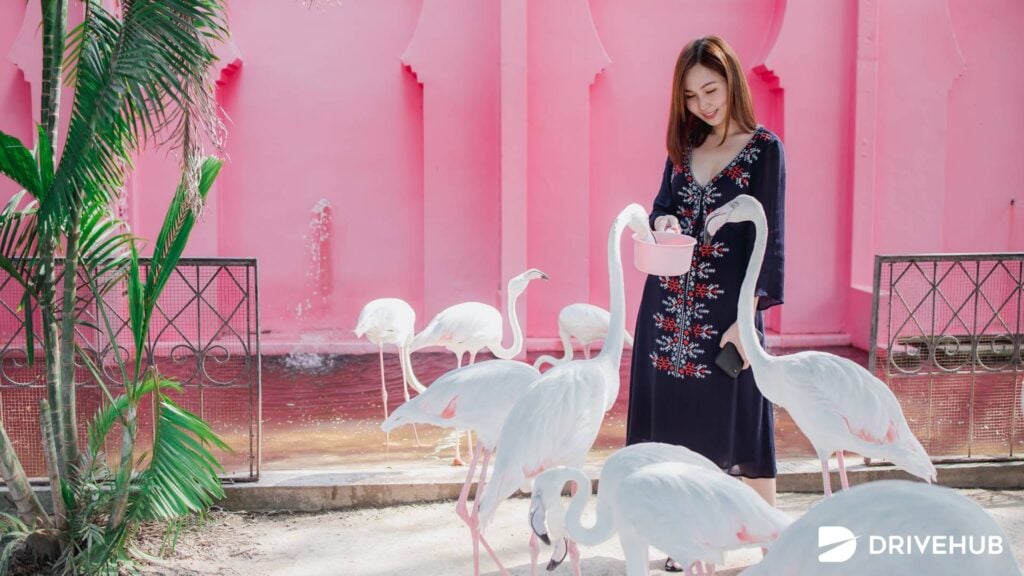 ที่เที่ยวเพชรบุรี - สวนอูฐ ชะอำ (Camel Republic)