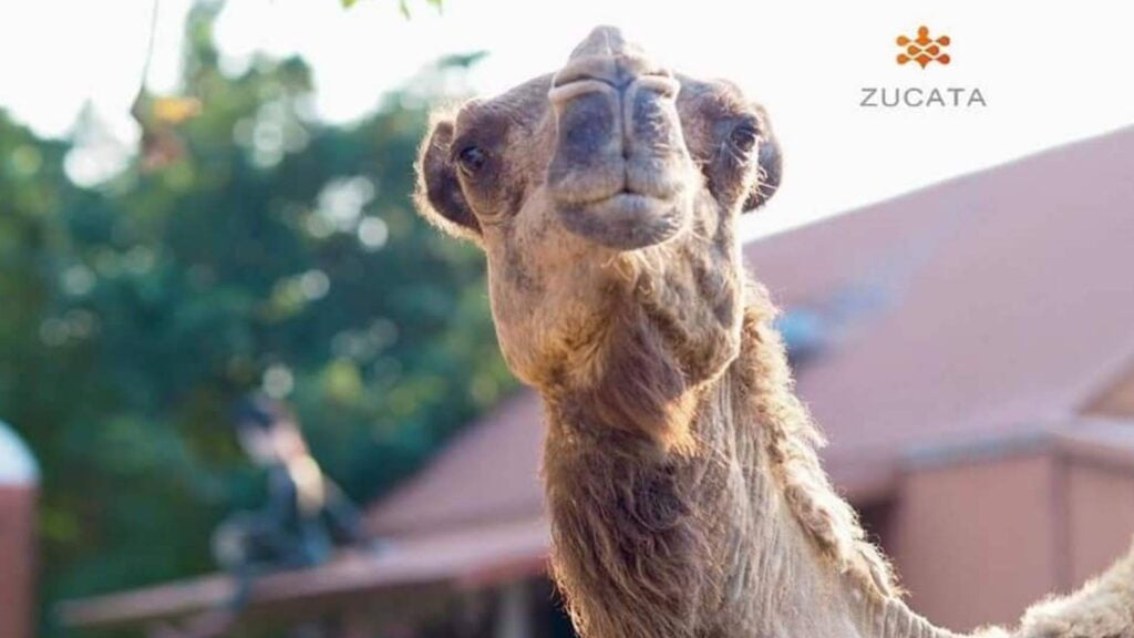 ที่เที่ยวเพชรบุรี - ซูคาต้า ชีพ ฟาร์ม (Zucata Sheep Farm)