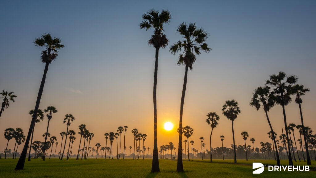 ที่เที่ยวปทุมธานี - ดงตาลสามโคก (Dongtan Sam Khok)