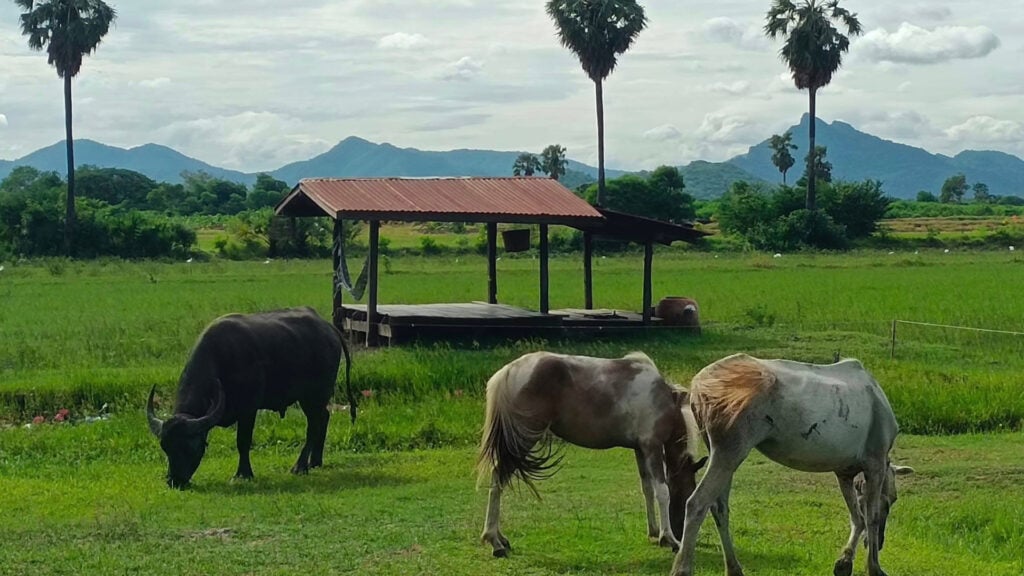 ที่เที่ยวลพบุรี - วัลลภาฟาร์มสเตย์ (Wanlapa Farmstay)