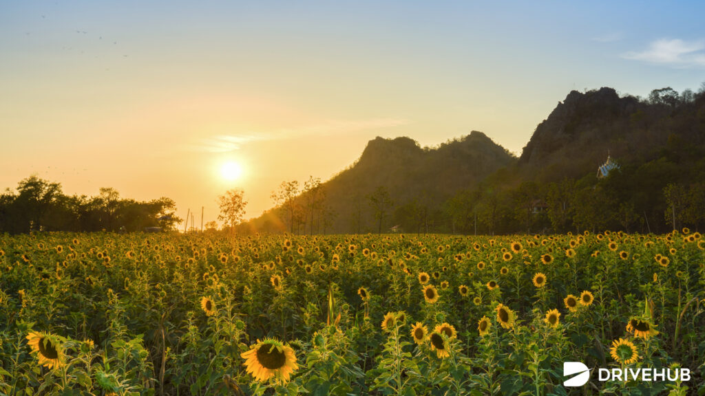 ที่เที่ยวลพบุรี - ทุ่งทานตะวันเขาจีนแล (Khao Chin Lae Sunflower Field)