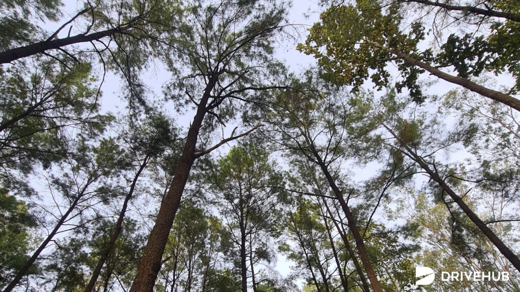 ที่เที่ยวแม่แตง - สวนสนแม่แตง (Maetang Pine Forest)