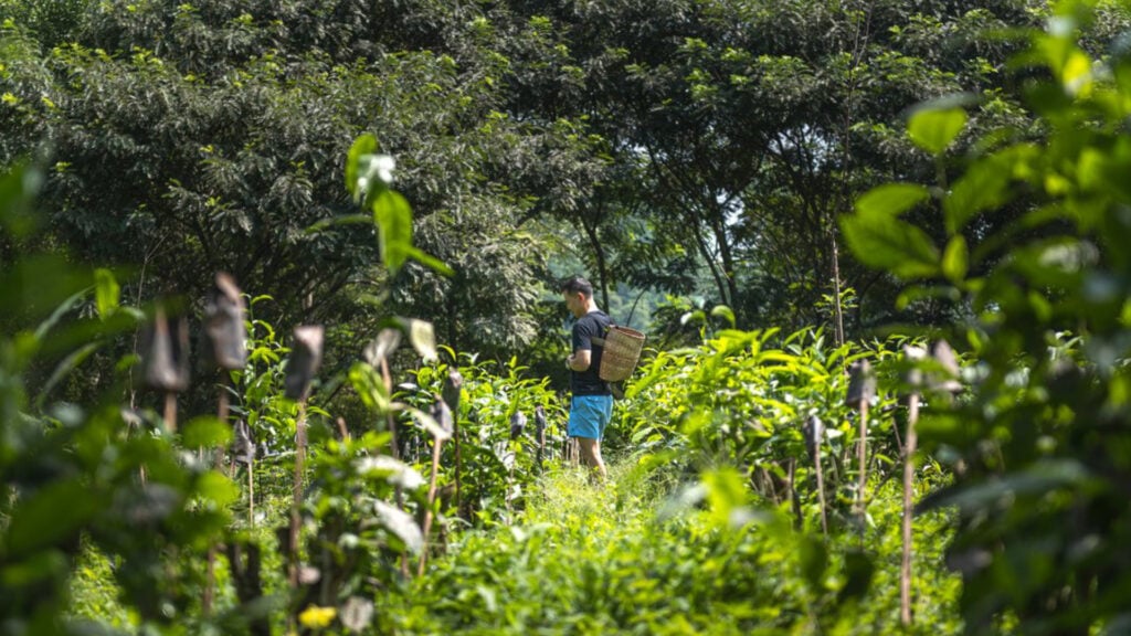 ที่เที่ยวแม่แตง - ไร่ชาอรักษ (Araksa Tea Garden)