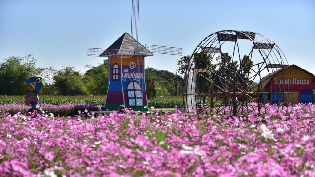 ที่เที่ยวแม่แตง - ทุ่งดอกคอสมอส เมืองแกน (Cosmos Field)