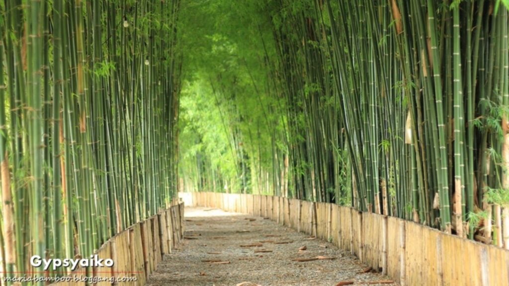 ที่เที่ยวแม่แตง - ป่าไผ่แม่แตง (Bamboo Cave)