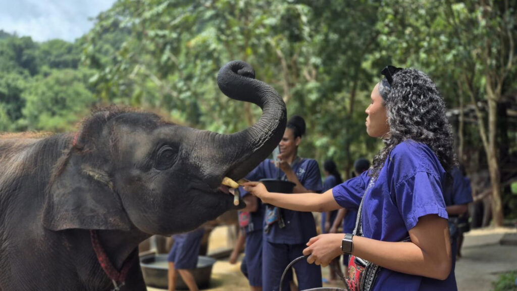 ที่เที่ยวแม่แตง - ปางช้างแม่แตง (Maetaeng Elephant Park & Clinic)