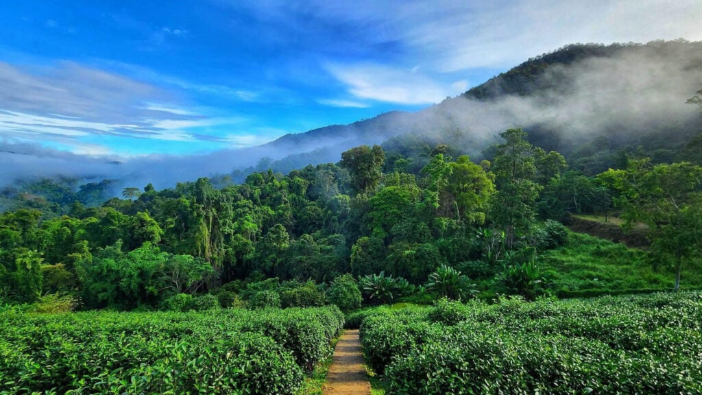 ที่เที่ยวแม่แตง - ไร่ชาลุงเดช ( Lung Dech Tea Farm)