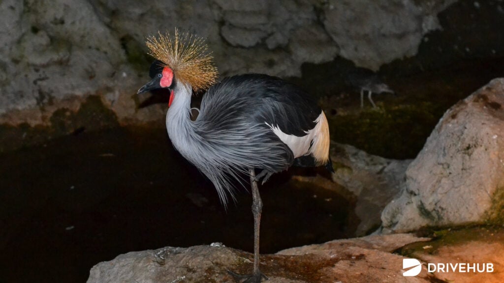 ที่เที่ยวในเมืองเชียงใหม่ - เชียงใหม่ ไนท์ซาฟารี (Chiang Mai Night Safari)