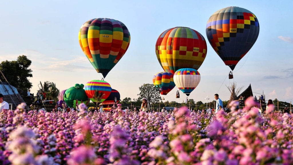 ที่เที่ยวเชียงใหม่ - สวนดอกไม้ป้านกเอี้ยง (Aunty Nok Aeng Flower Farm)