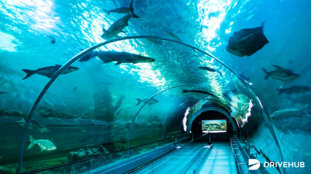 ที่เที่ยวนครสวรรค์ - บึงบอระเพ็ด (Bueng Boraphet)