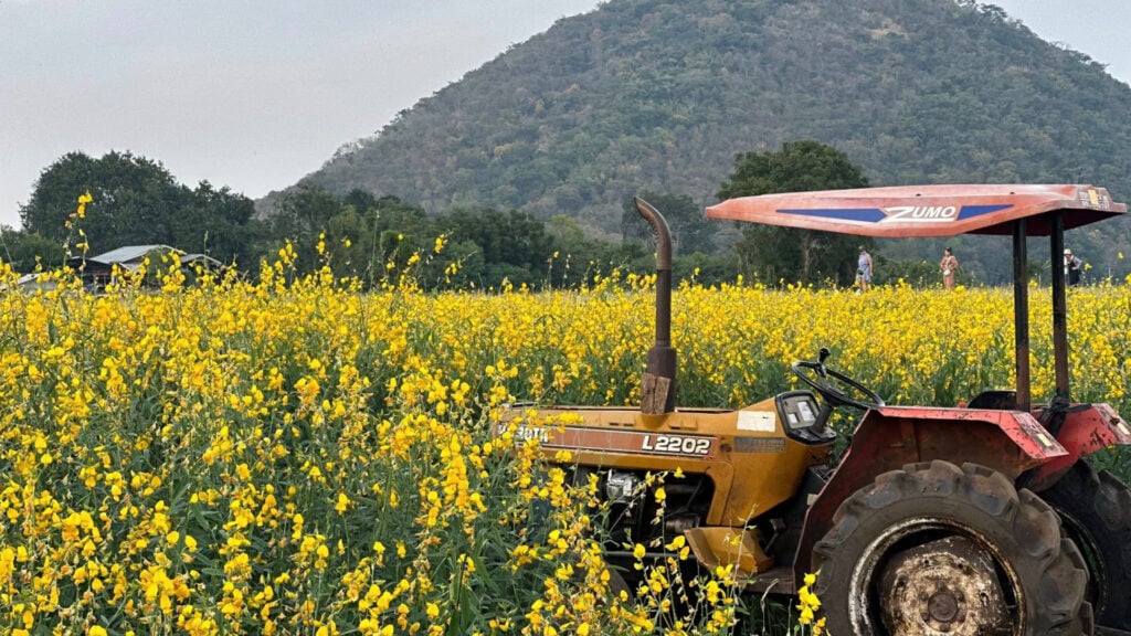 ที่เที่ยวนครสวรรค์ - ทุ่งดอกปอเทืองไร่ธรรมชัย (Thammachai Thoong Dok Por Theong)