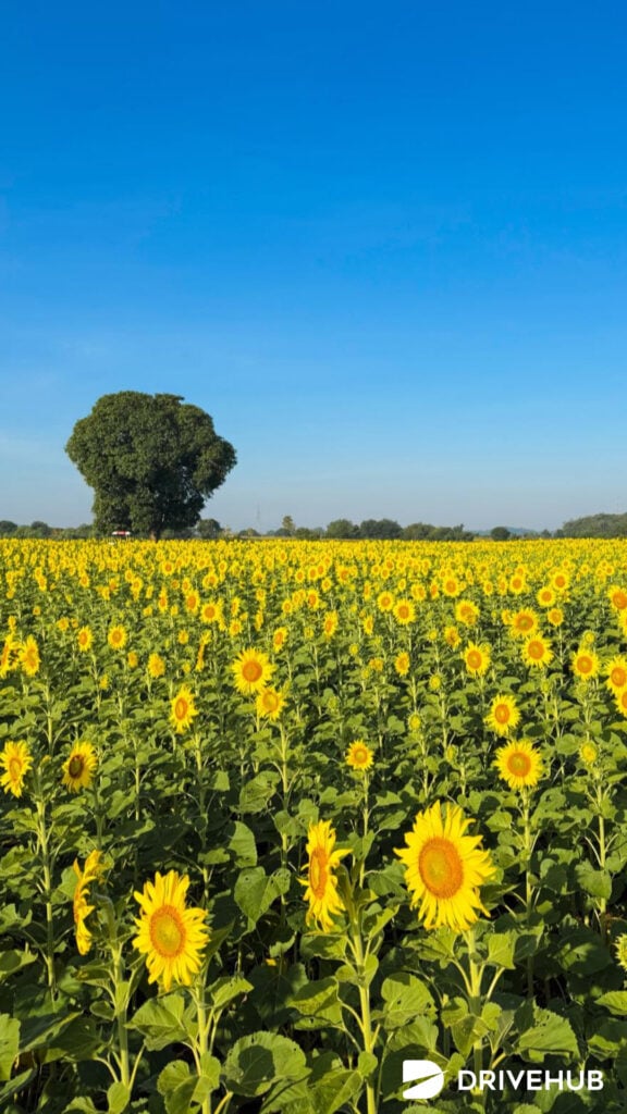 ที่เที่ยวนครสวรรค์ -  เป๋าตุงฟาร์ม (Pao Tung Farm)